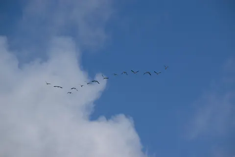 Flamingo Flock 4K Wallpaper · birds · 3840×2560