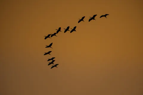 Flamingo Flock 4K Wallpaper · birds · 3840×2560