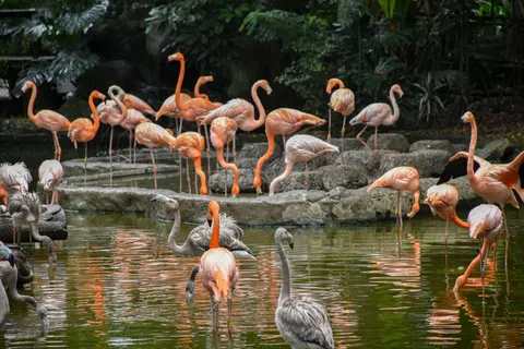 Flamingo Flock 4K Wallpaper · birds · 3840×2560