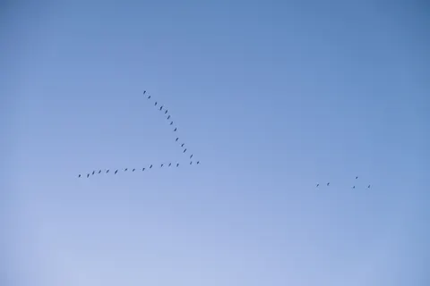 Flamingo Flock 4K Wallpaper · birds · 3840×2560