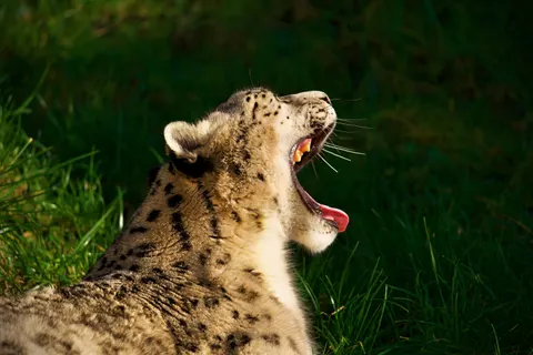 خلفية نمر مرقط بدقة 4K · animals · 3840×2560