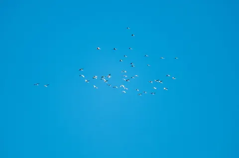 Flamingo Flock 4K Wallpaper · birds · 3840×2555