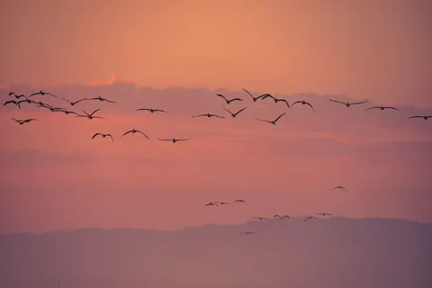 Flamingo Flock 4K Wallpaper · birds · 3840×2561