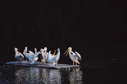 Flamingo Flock 4K Wallpaper · birds · 3840×2563