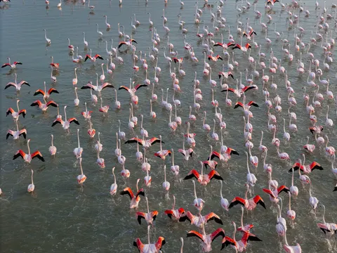 Flamingo Flock 4K Wallpaper · birds · 3840×2880