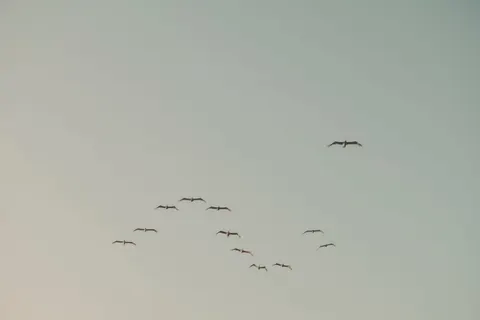 Flamingo Flock 4K Wallpaper · birds · 3840×2560