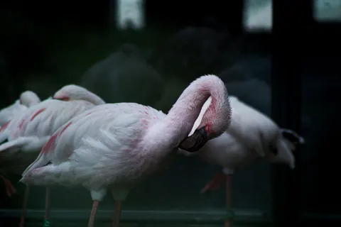 Flamingo Flock 4K Wallpaper · birds · 3840×2560