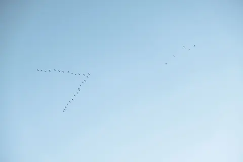 Flamingo Flock 4K Wallpaper · birds · 3840×2560