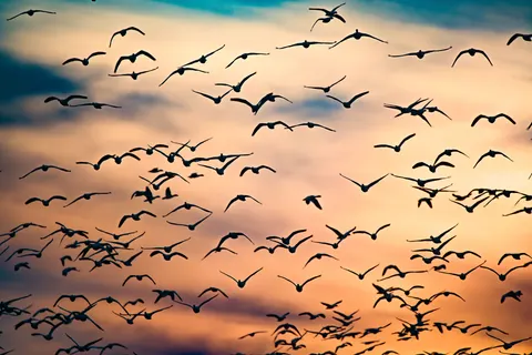 Flamingo Flock 4K Wallpaper · birds · 3840×2560