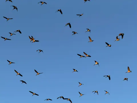 Flamingo Flock 4K Wallpaper · birds · 3840×2880