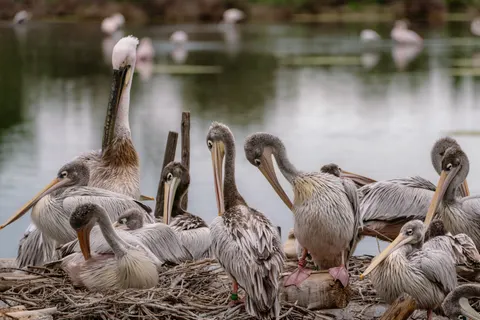 Flamingo Flock 4K Wallpaper · birds · 3840×2561
