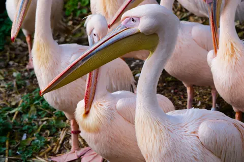 Flamingo Flock 4K Wallpaper · birds · 3840×2558
