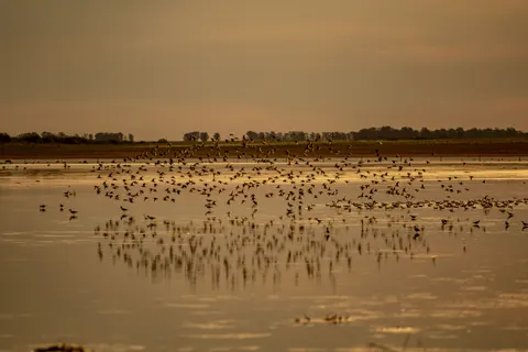 Flamingo Flock 4K Wallpaper · birds · 3840×2560