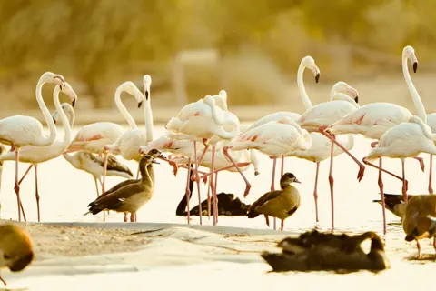 Flamingo Flock 4K Wallpaper · birds · 3840×2560