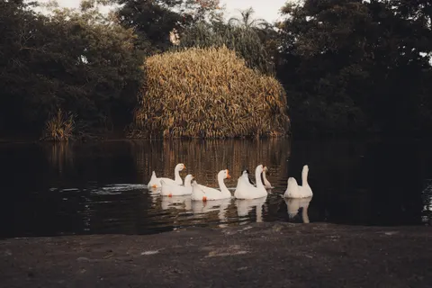 Flamingo Flock 4K Wallpaper · birds · 3840×2560