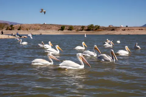 Flamingo Flock 4K Wallpaper · birds · 3840×2560