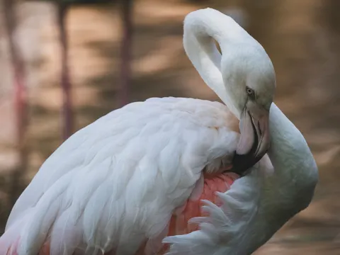 Flamingo Flock 4K Wallpaper · birds · 3840×2880