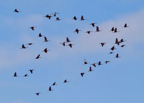 والپیپر دسته فلامینگو با کیفیت 4K · birds · 3840×2743