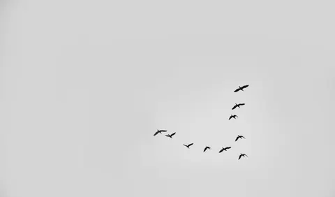 Flamingo Flock 4K Wallpaper · birds · 3840×2262