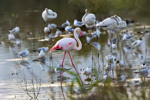 Flamingo Flock 4K Wallpaper · birds · 3840×2560