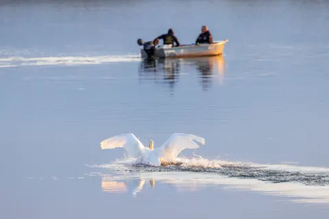 Elegant Swan 4K Wallpaper · birds · 3840×2561