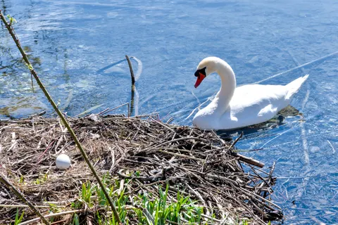 Elegant Swan 4K Wallpaper · birds · 3840×2558