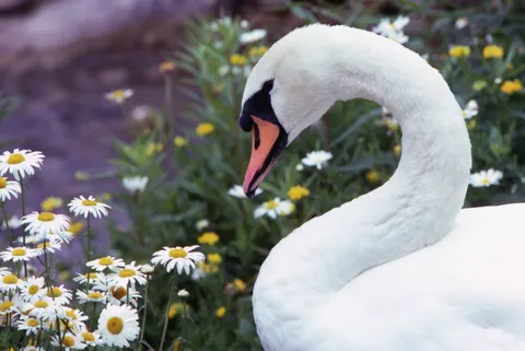 Elegant Swan 4K Wallpaper · birds · 3840×2570