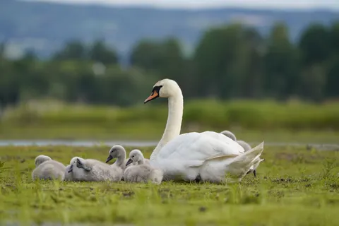 Elegant Swan 4K Wallpaper · birds · 3840×2561