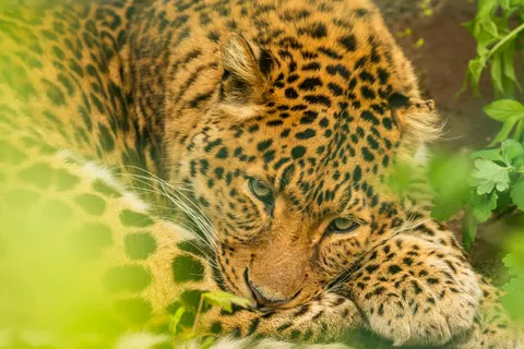 خلفية نمر مرقط بدقة 4K · animals · 3840×2563