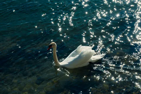 Elegant Swan 4K Wallpaper · birds · 3840×2563