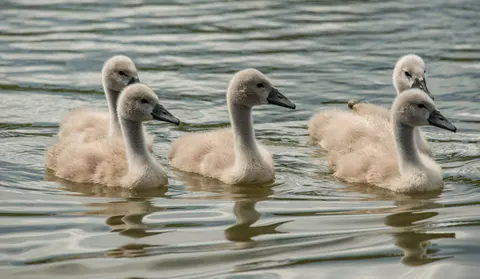 Elegant Swan 4K Wallpaper · birds · 3840×2233