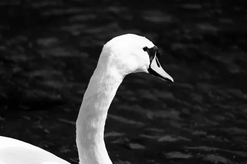 Elegant Swan 4K Wallpaper · birds · 3840×2560