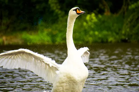 Elegant Swan 4K Wallpaper · birds · 3840×2560