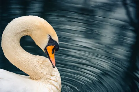 Elegant Swan 4K Wallpaper · birds · 3840×2560