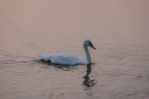 Elegant Swan 4K Wallpaper · birds · 3840×2561