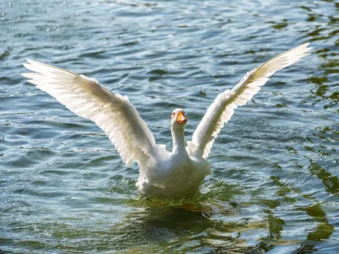 Elegant Swan 4K Wallpaper · birds · 3840×2880