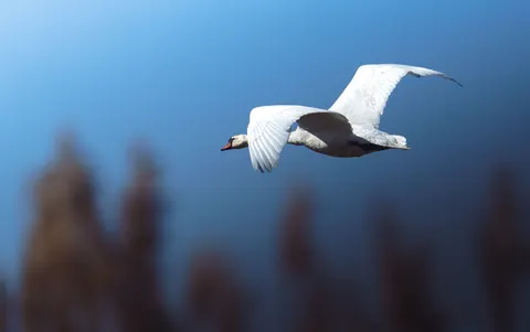 Elegant Swan 4K Wallpaper · birds · 3840×2411