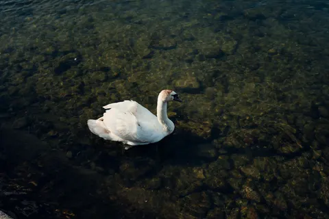 Elegant Swan 4K Wallpaper · birds · 3840×2563