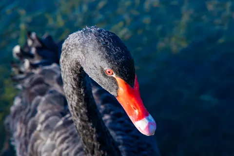 Elegant Swan 4K Wallpaper · birds · 3840×2560