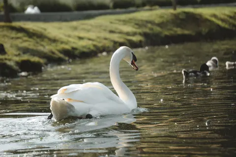 Elegant Swan 4K Wallpaper · birds · 3840×2560