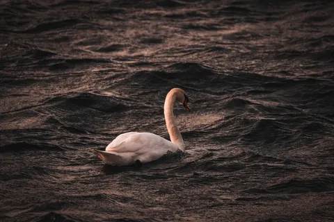 Elegant Swan 4K Wallpaper · birds · 3840×2560