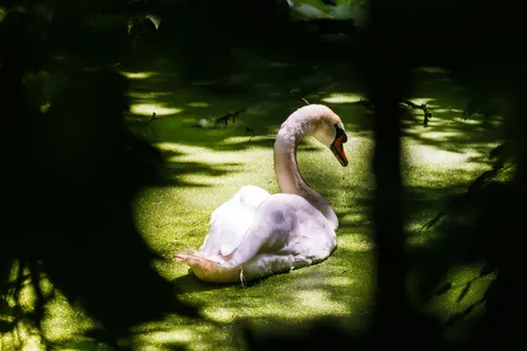 Elegant Swan 4K Wallpaper · birds · 3840×2561