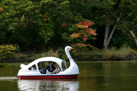 Elegant Swan 4K Wallpaper · birds · 3840×2560