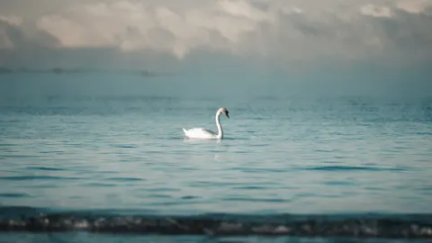 Elegant Swan 4K Wallpaper · birds · 3840×2160