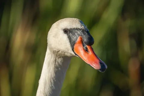 Elegant Swan 4K Wallpaper · birds · 3840×2560