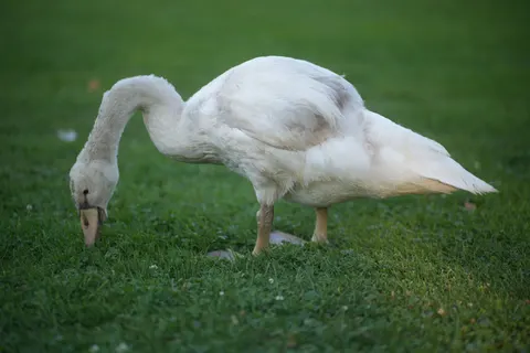Elegant Swan 4K Wallpaper · birds · 3840×2560