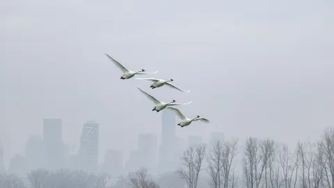 Elegant Swan 4K Wallpaper · birds · 3840×2160