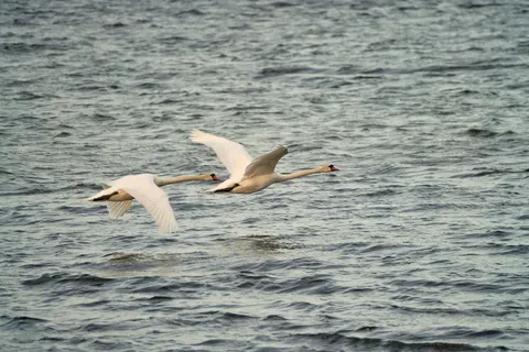 Elegant Swan 4K Wallpaper · birds · 3840×2561