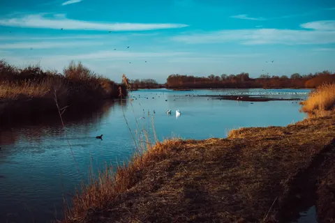 Elegant Swan 4K Wallpaper · birds · 3840×2563