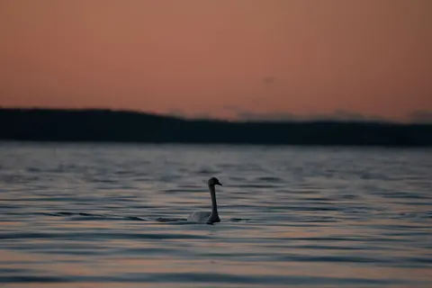 Elegant Swan 4K Wallpaper · birds · 3840×2560